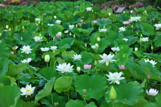 荷花池