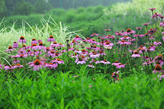 花草背景 花丛