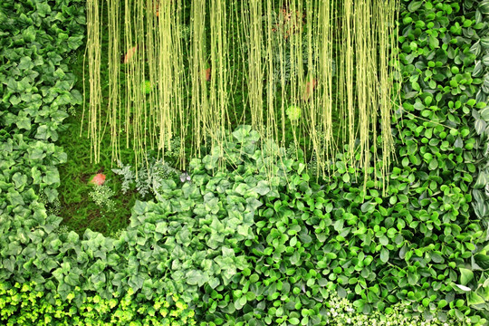 绿色植物墙 植物墙 花卉墙 绿