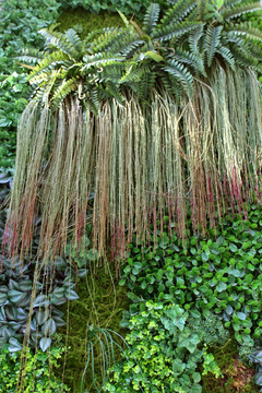 绿色植物墙