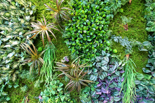 绿色植物墙 植物墙 花卉墙