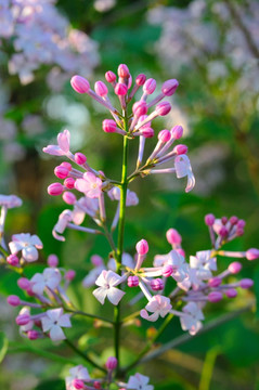 丁香花高清大图照片摄影图