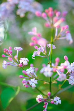 唯美丁香花高清大图照片