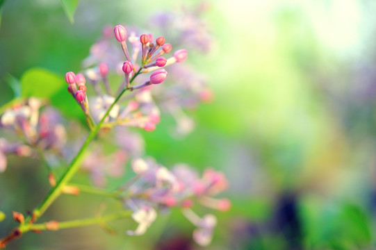 怀旧丁香花高清图片