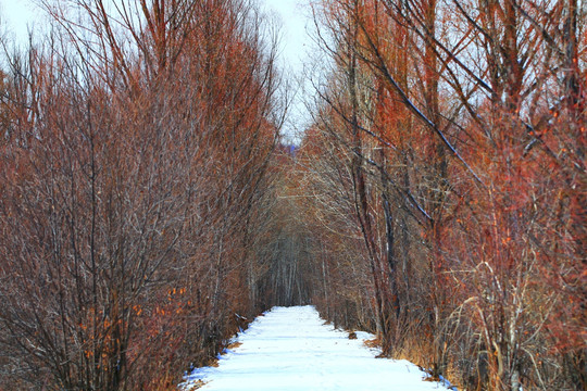 柳林雪路