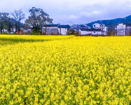 婺源油菜花