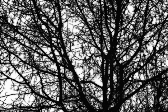 黑白抽象树枝