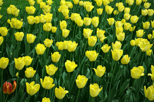 郁金香花开