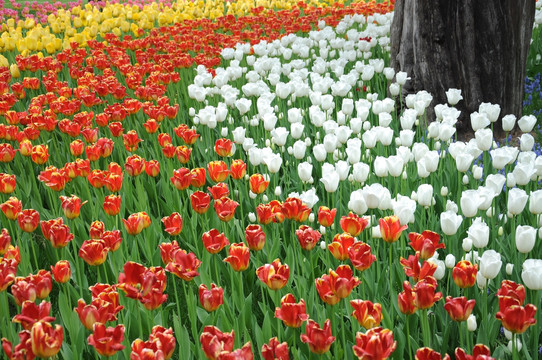 郁金香花海