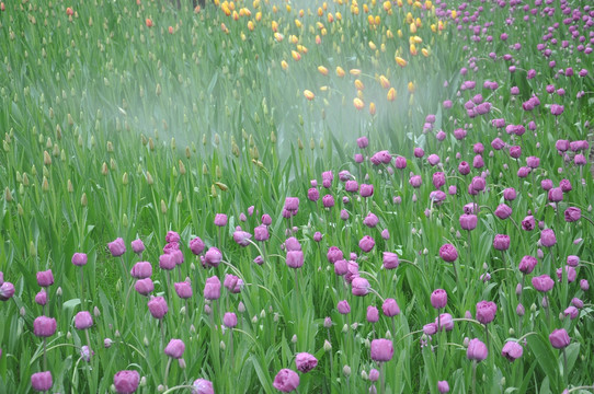 水雾盈花开