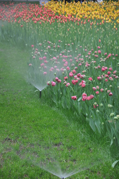 郁金香花开