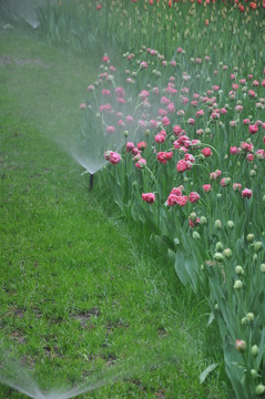 水雾伴花开