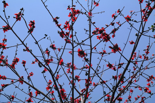 木棉花