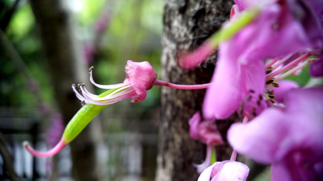 紫荆花