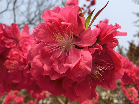 桃花 桃花背景