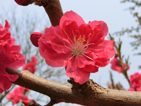 桃花 桃花盛开