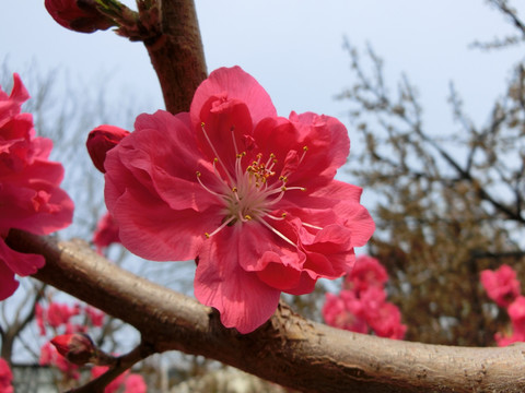 桃花 桃花盛开