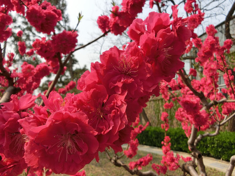 桃花 桃花背景