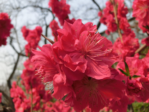 桃花 桃花背景