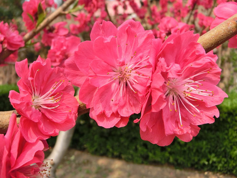 桃花 桃花花朵