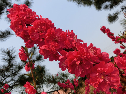 桃花 盛开桃花