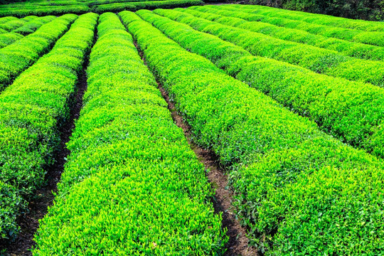 茶叶生产 茶叶产区