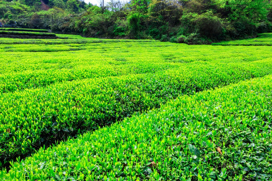 茶树嫩叶 茶场