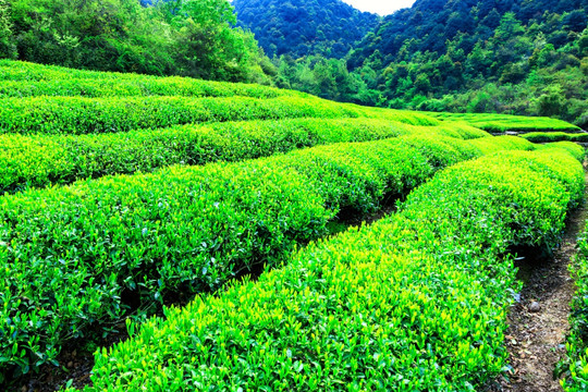 茶叶产区 茶园风光
