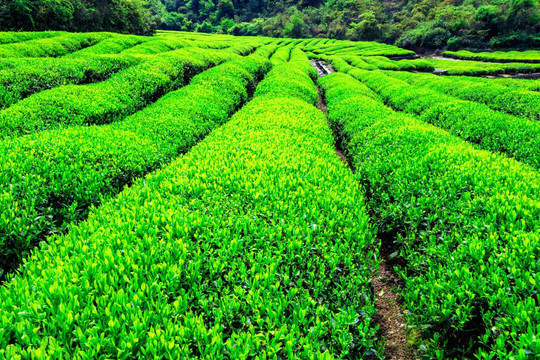 茶叶 茶园 茶山 绿色