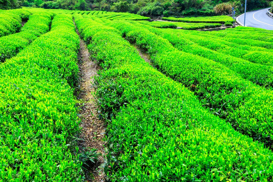 春茶 茶叶 茶园 茶山 绿色