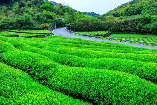 生态茶园 茶叶种植园