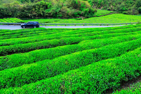 茶园 茶山 茶场 茶叶种植园