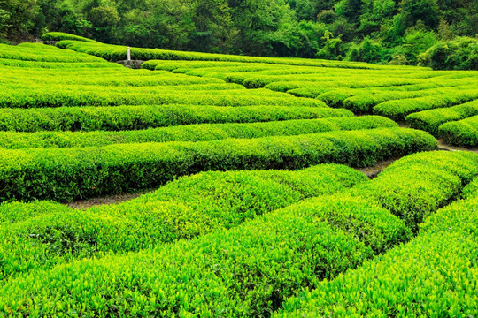 茶园 茶山 茶场 茶叶种植园