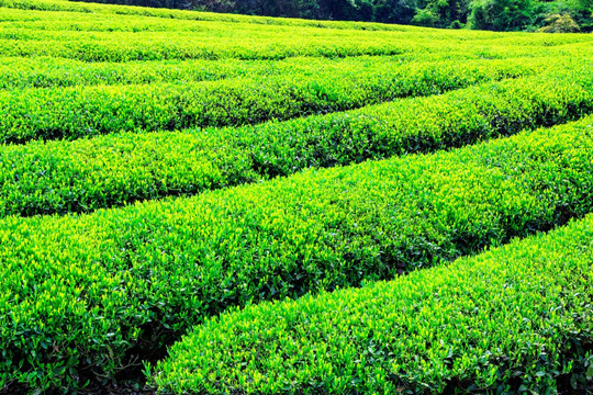 茶园 茶山 茶场 茶叶种植园