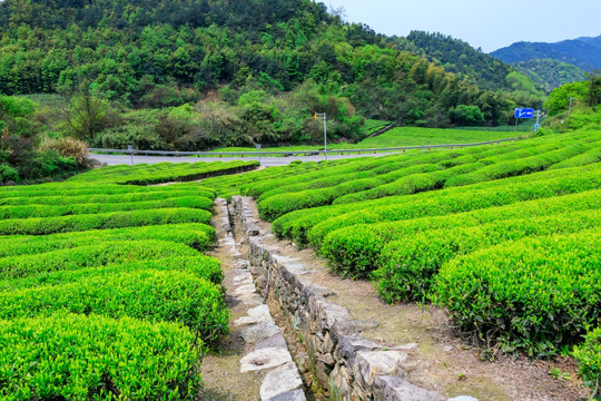 茶山 水沟