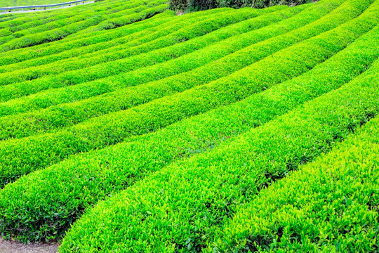 茶场 茶叶种植 田野田园