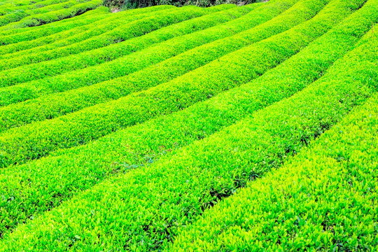 种茶基地