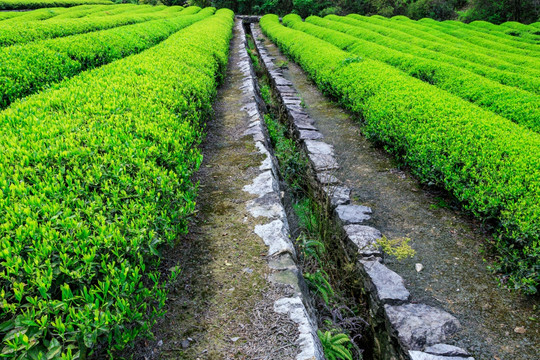 茶场水沟