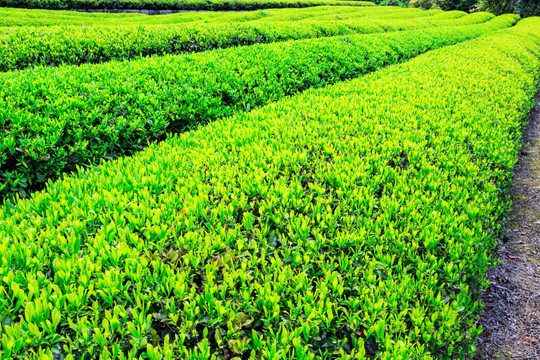 种茶基地 田野田园 有机绿茶
