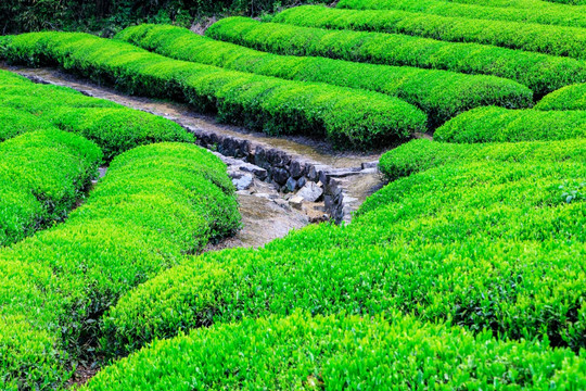 茶园 绿色农业