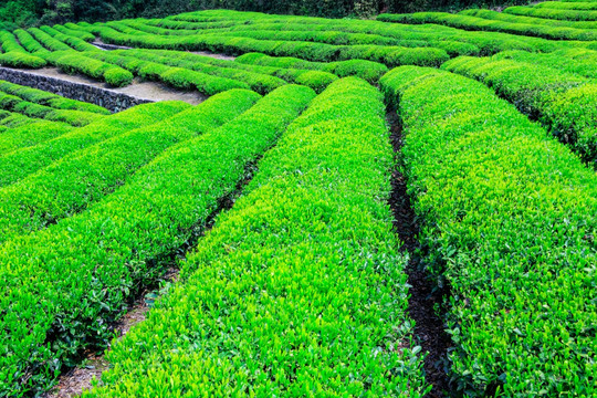茶山 绿茶 茶树