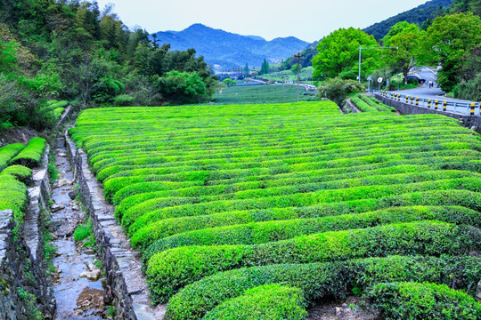 茶叶产区 茶叶生产 新茶绿叶