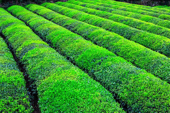 茶园 春茶 茶山 茶叶 茶树