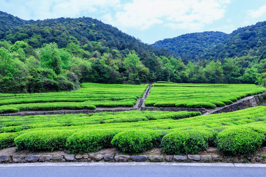 茶园 春茶 茶山 茶叶 茶树