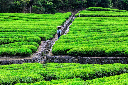 茶叶产区 茶叶生产 新茶绿叶