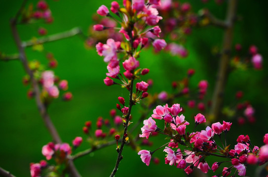 盛开的花