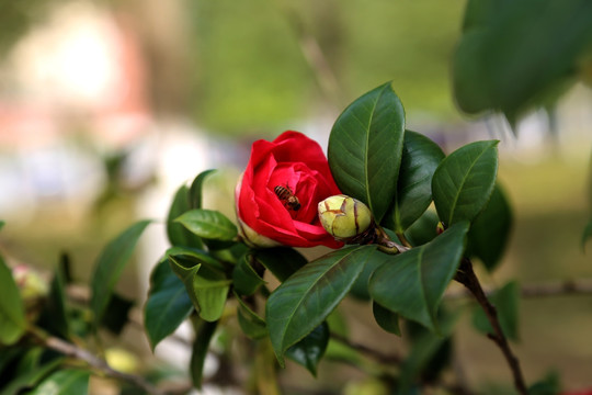 花卉 蜜蜂 茶花