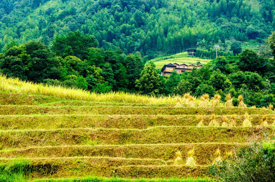 龙胜梯田