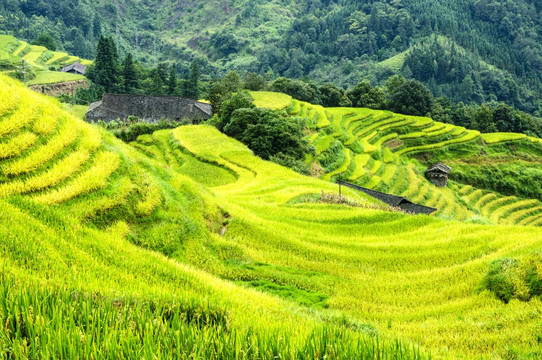 龙胜梯田