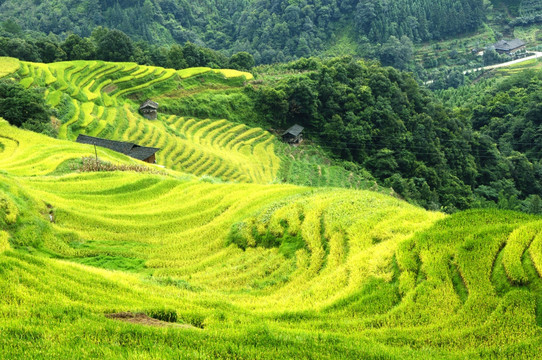 龙胜梯田